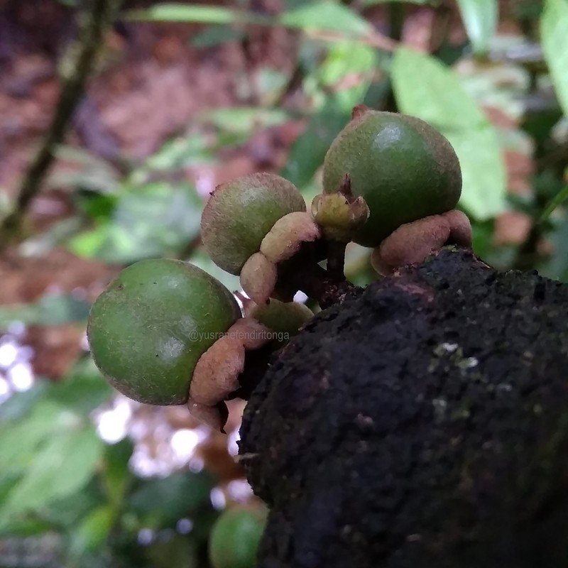 Diospyros cauliflora photo 8