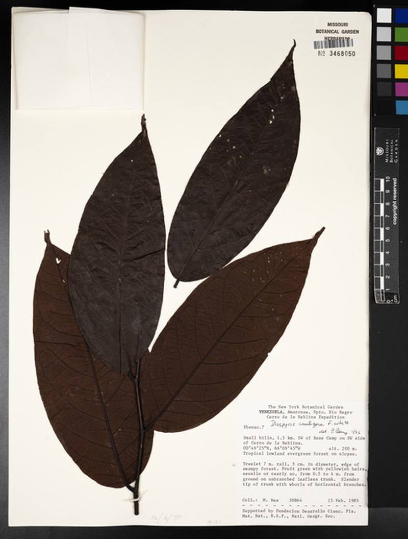 Diospyros cauligera photo 2