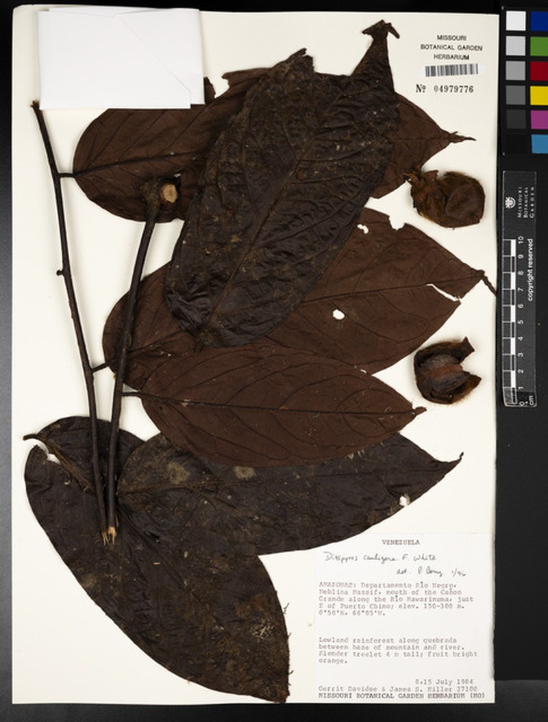 Diospyros cauligera photo 3