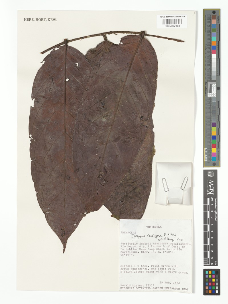 Diospyros cauligera photo 4