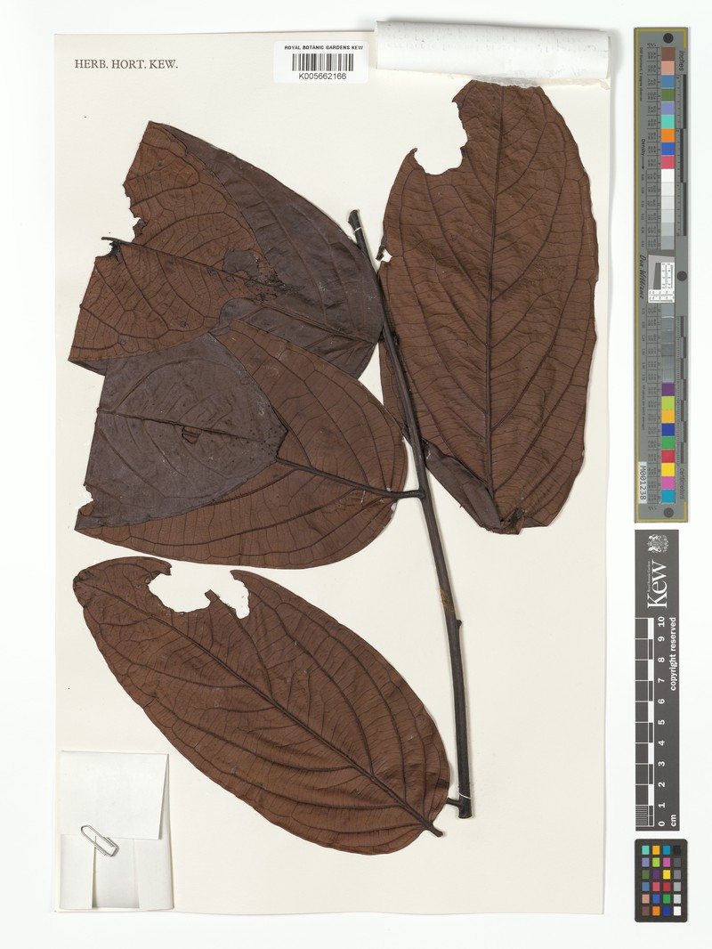 Diospyros cauligera photo 5