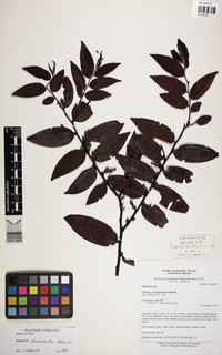 Diospyros cavalcantei