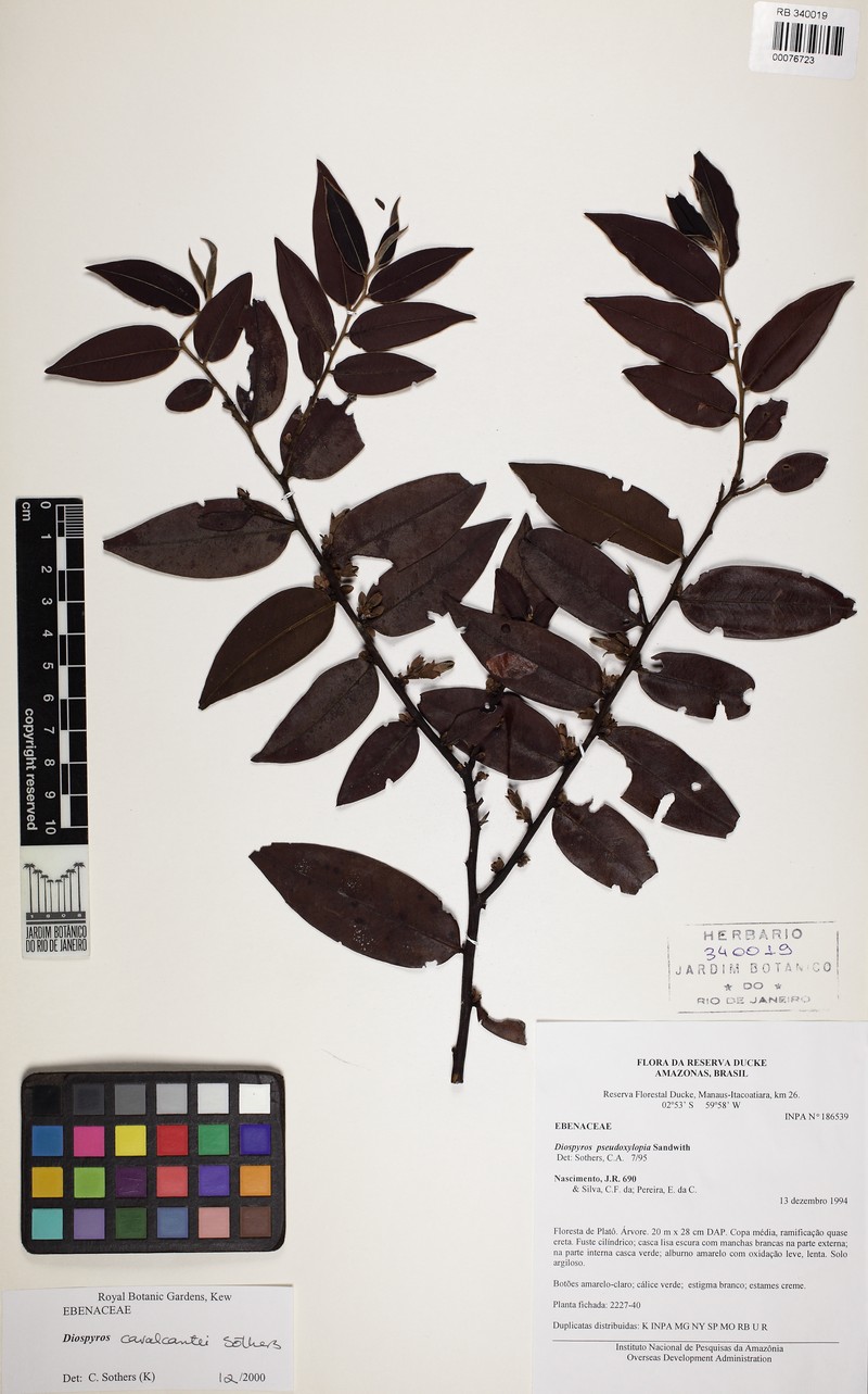 Diospyros cavalcantei