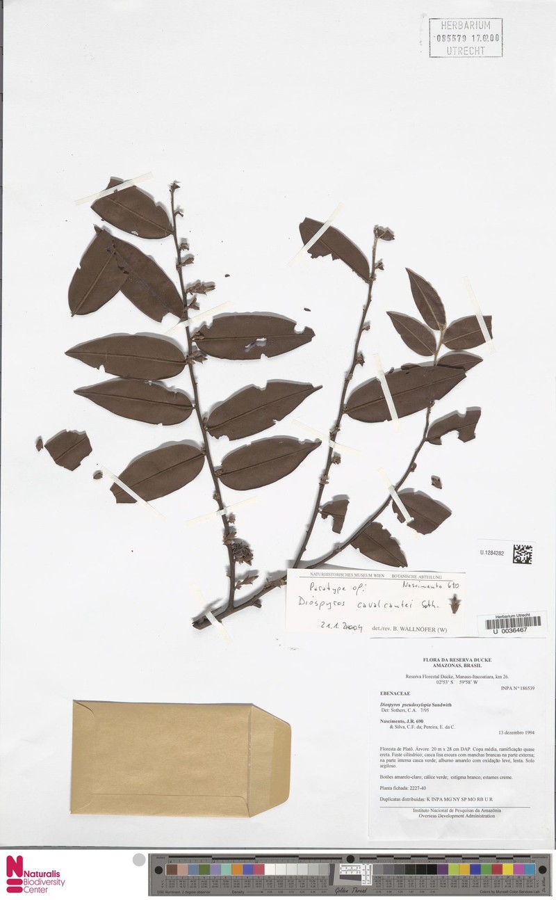 Diospyros cavalcantei photo 2