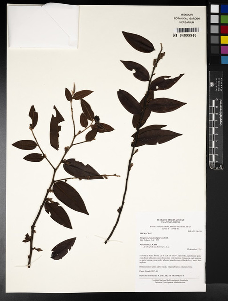 Diospyros cavalcantei photo 3