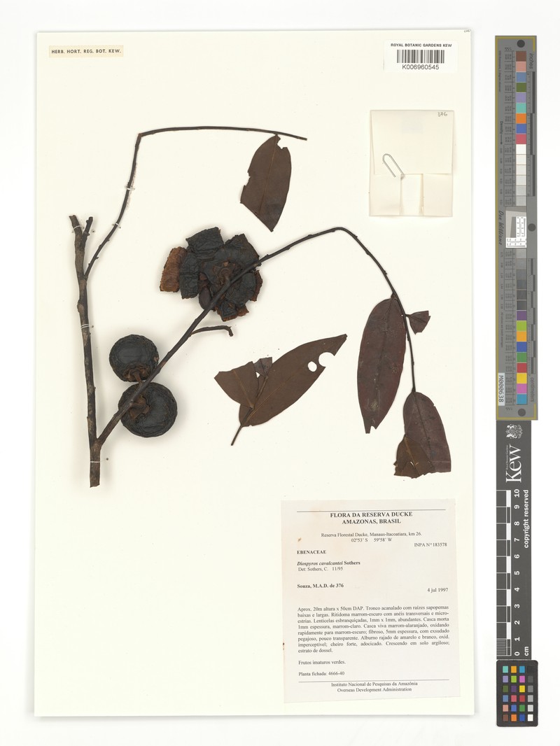Diospyros cavalcantei photo 4
