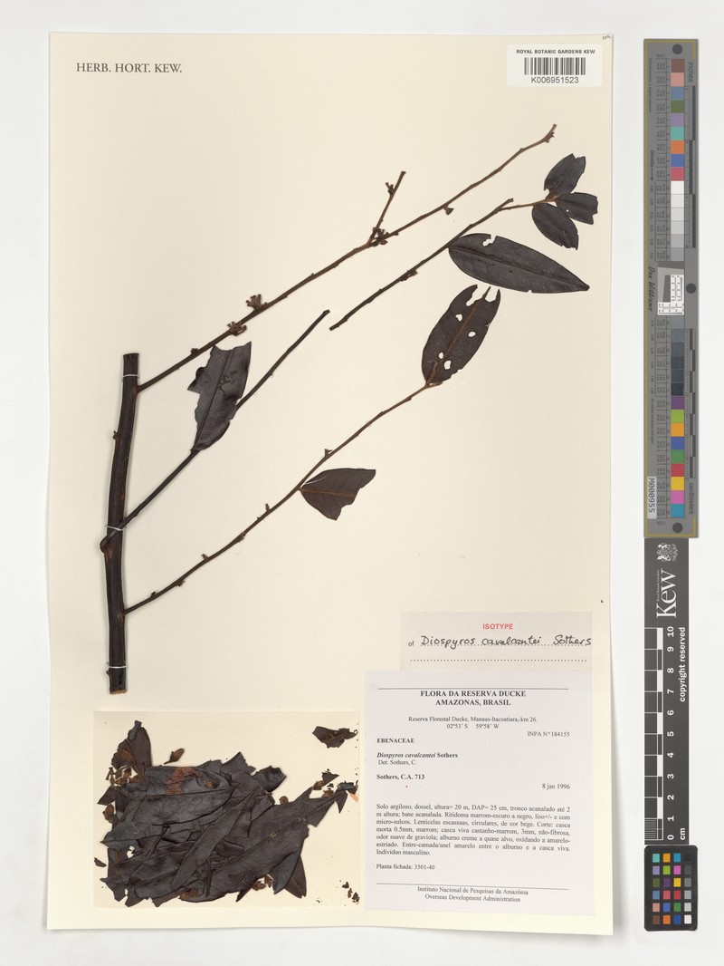 Diospyros cavalcantei photo 5