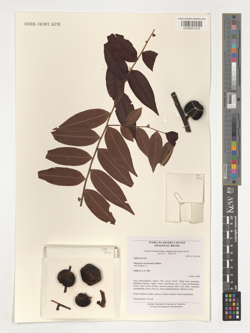 Diospyros cavalcantei photo 6