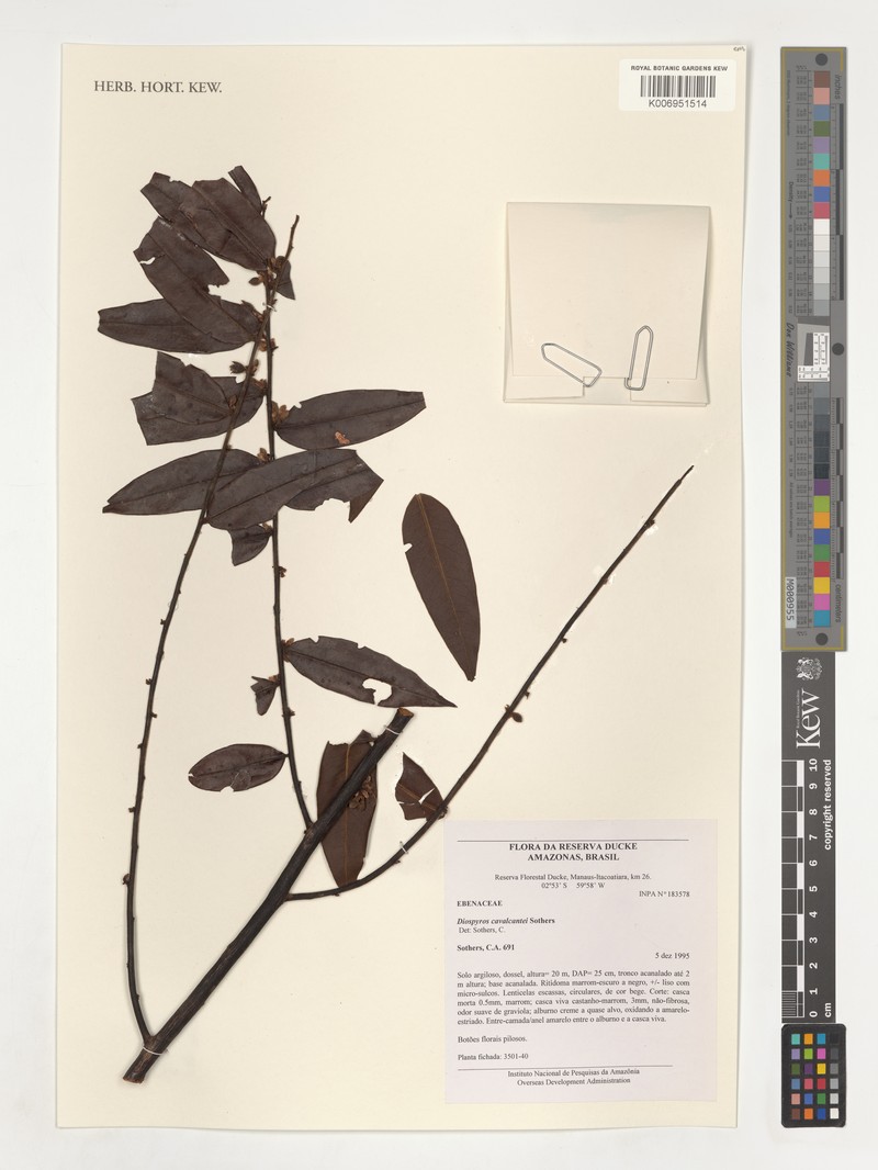 Diospyros cavalcantei photo 7