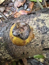 Diospyros cayennensis