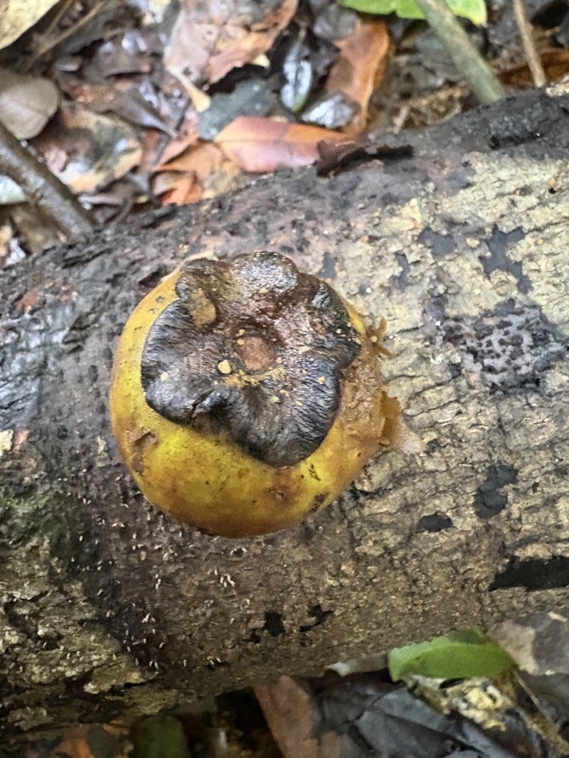 Diospyros cayennensis