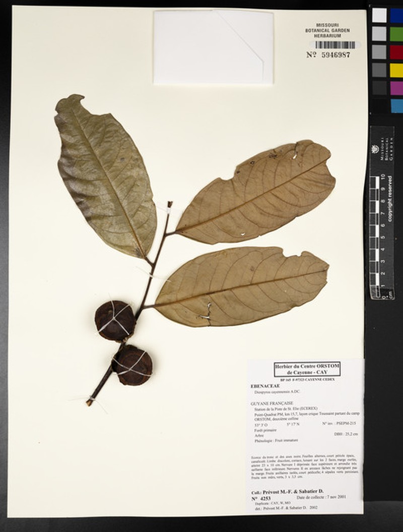 Diospyros cayennensis photo 2