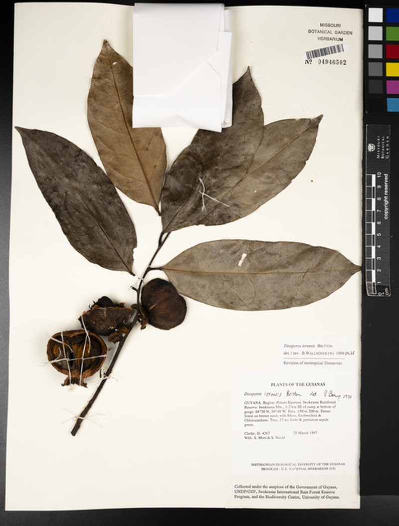 Diospyros cayennensis photo 3