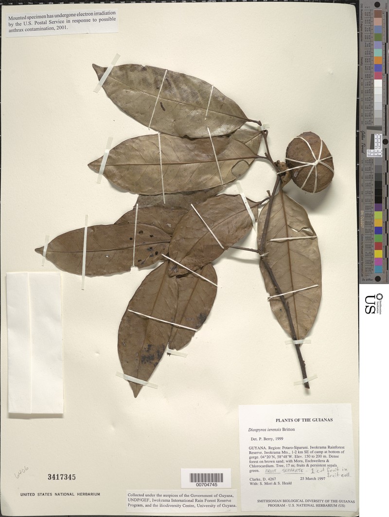 Diospyros cayennensis photo 4