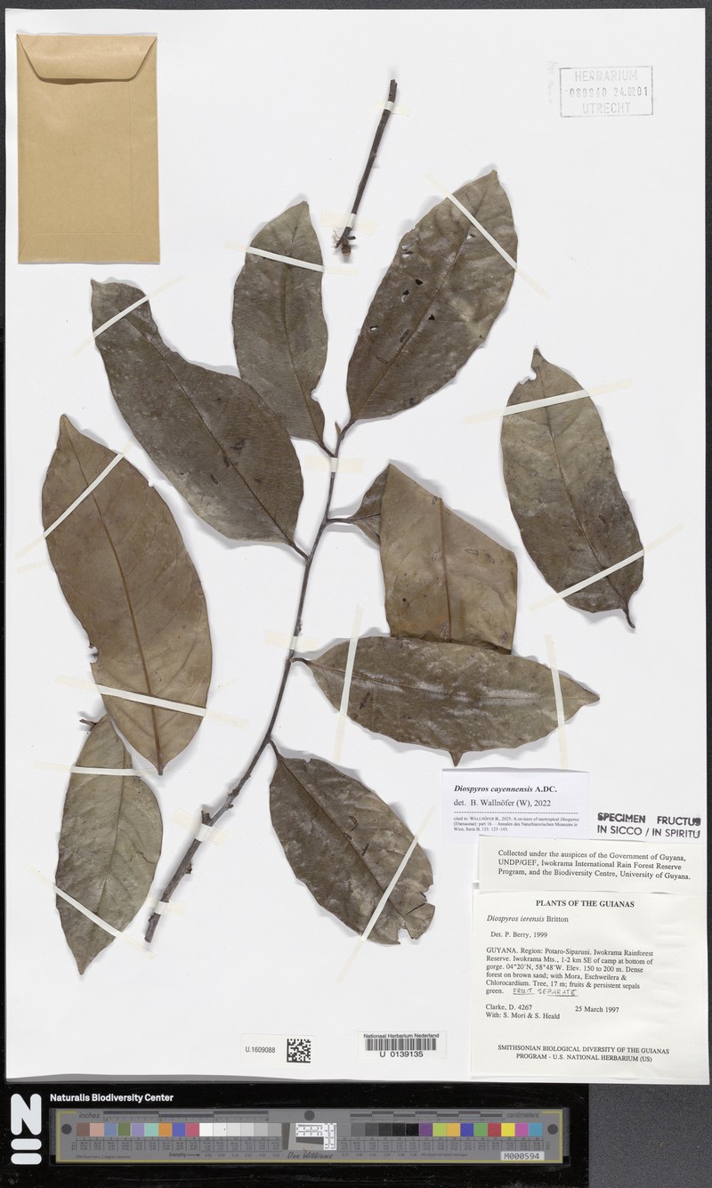 Diospyros cayennensis photo 5