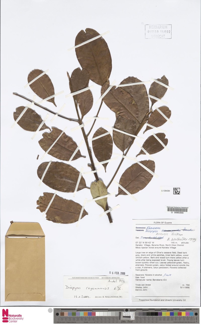 Diospyros cayennensis photo 6