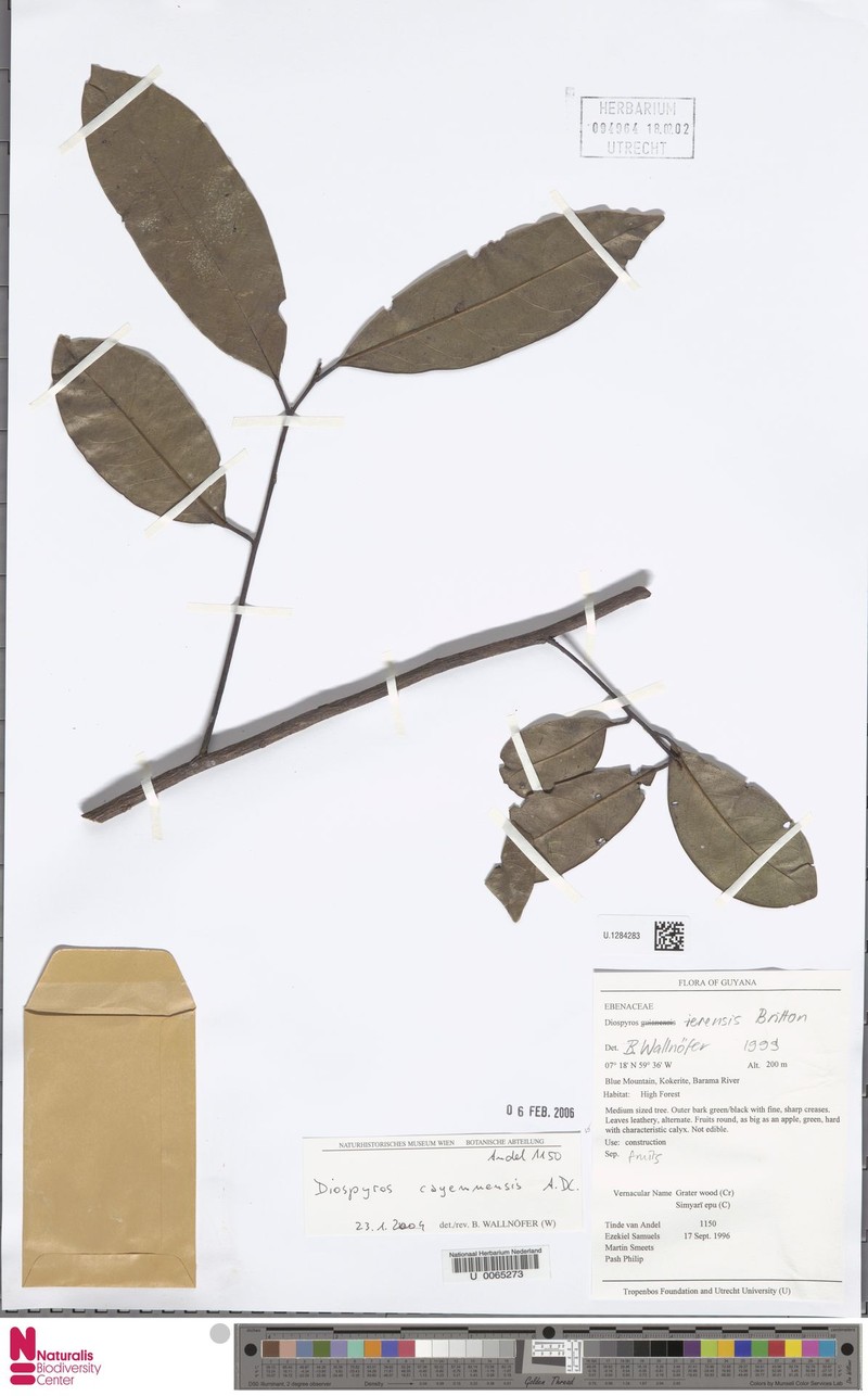 Diospyros cayennensis photo 7