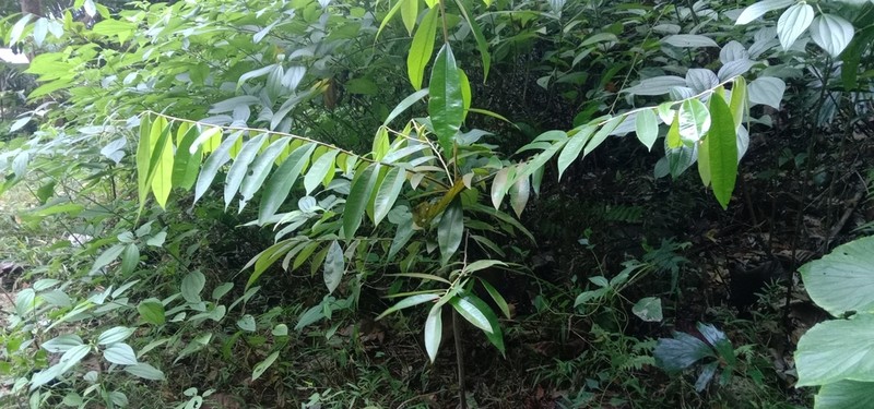 Diospyros celebica photo 2