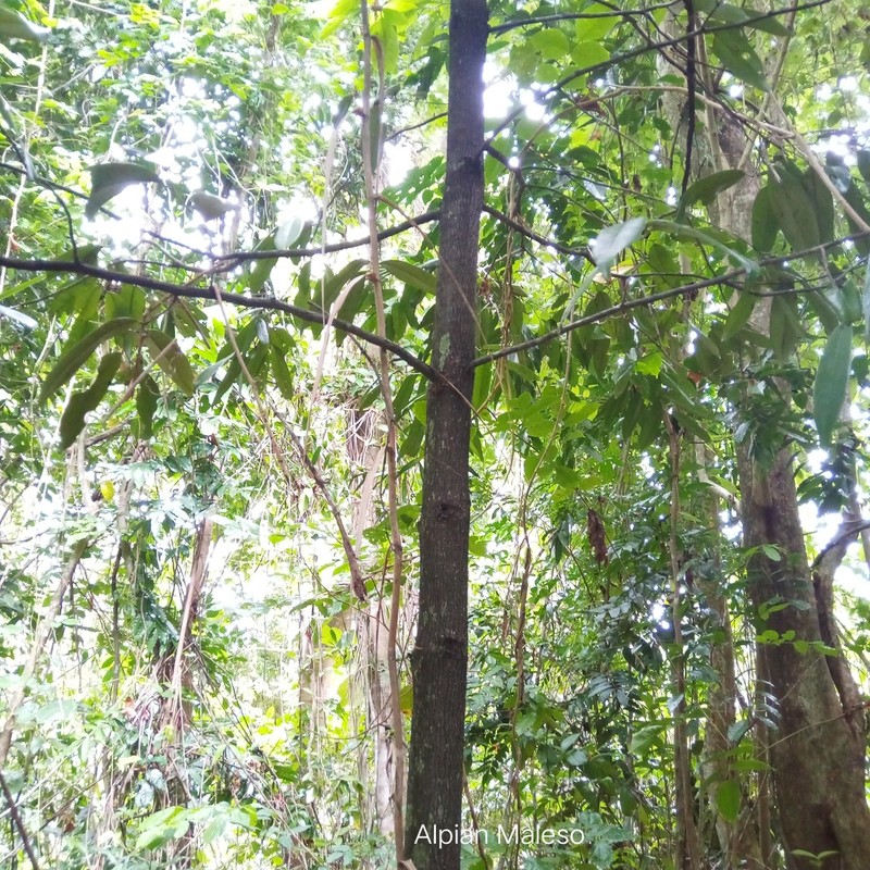Diospyros celebica photo 3