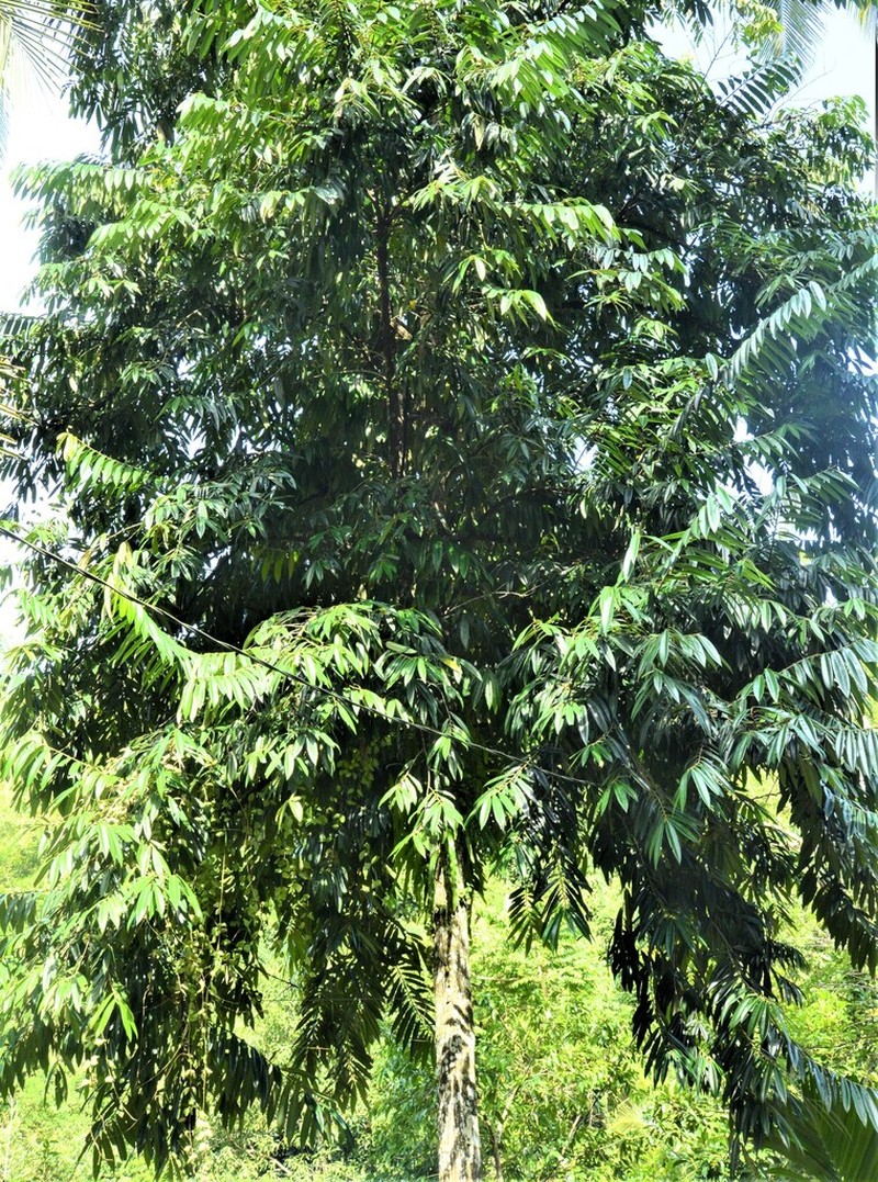 Diospyros celebica photo 4