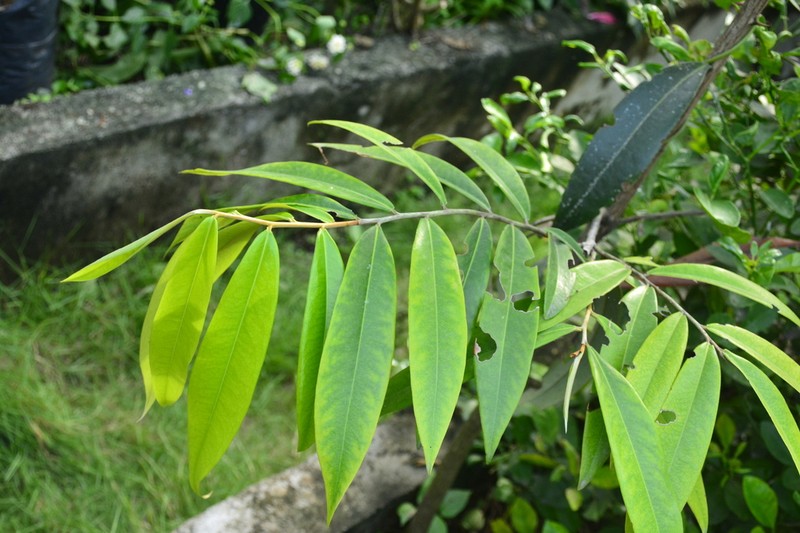Diospyros celebica photo 5