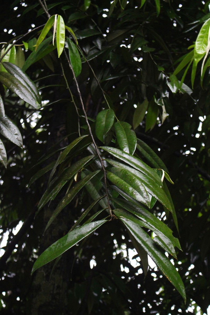 Diospyros celebica photo 6