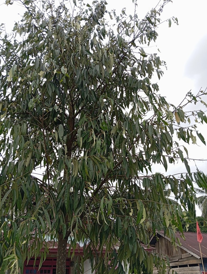 Diospyros celebica photo 7
