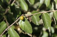 Diospyros chamaethamnus