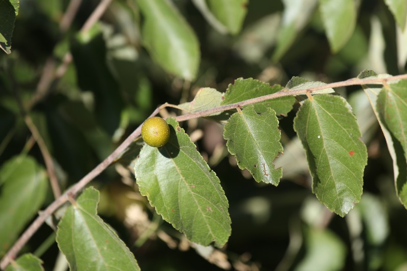 Diospyros chamaethamnus