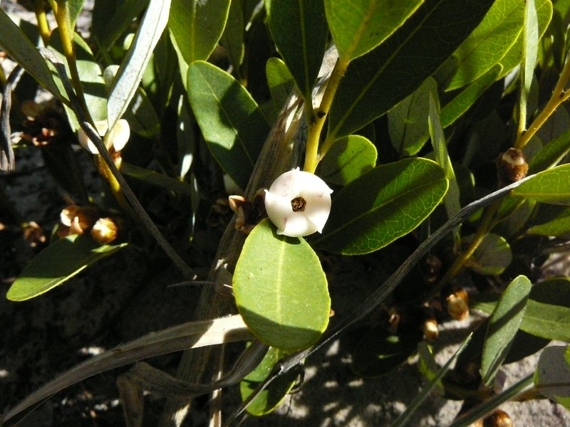Diospyros chamaethamnus photo 2