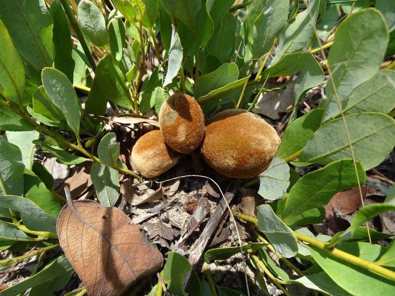 Diospyros chamaethamnus photo 3