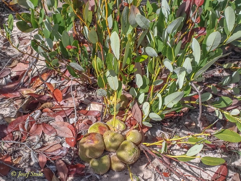 Diospyros chamaethamnus photo 4