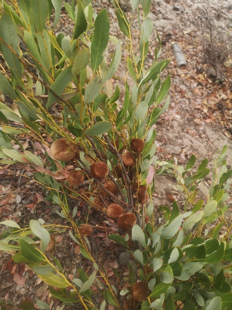 Diospyros chamaethamnus photo 5
