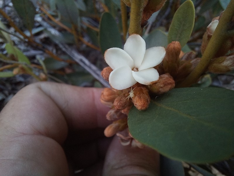 Diospyros chamaethamnus photo 6