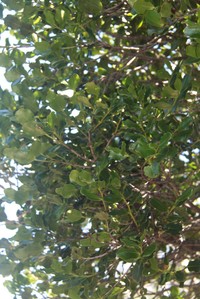 Diospyros cherrieri