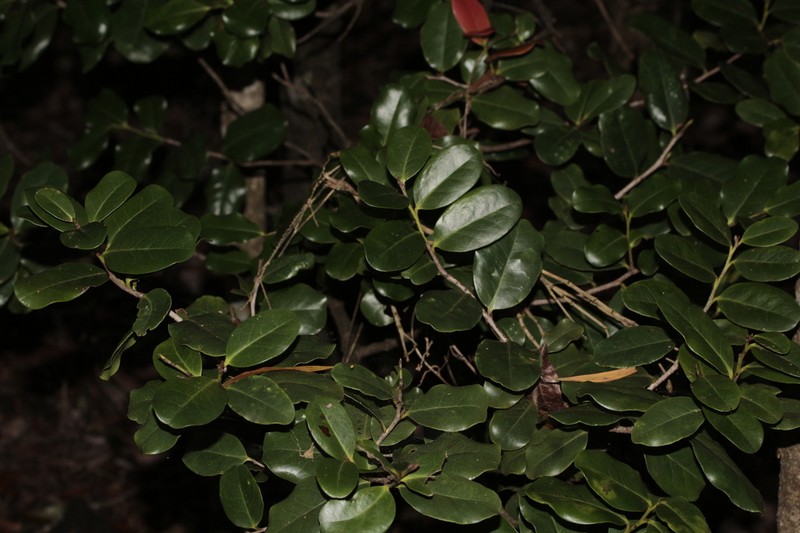 Diospyros cherrieri photo 2