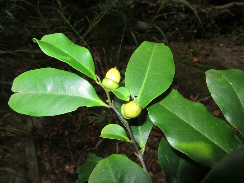 Diospyros cherrieri photo 3