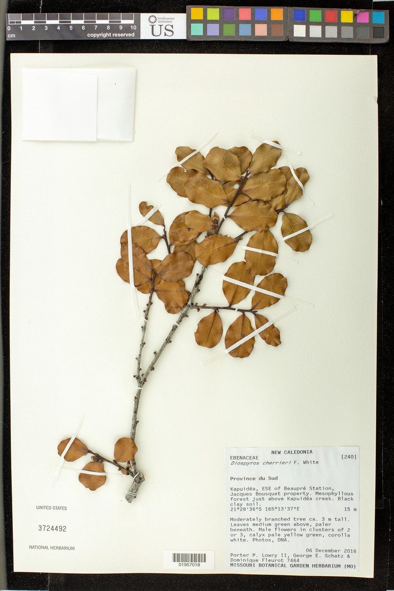 Diospyros cherrieri photo 4