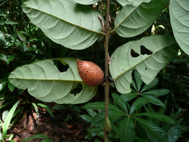 Diospyros chevalieri