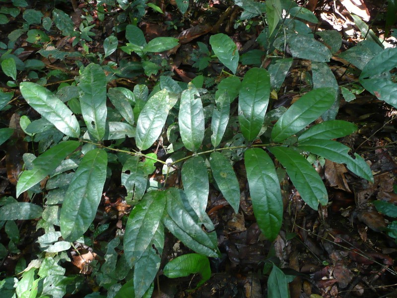 Diospyros chevalieri photo 2