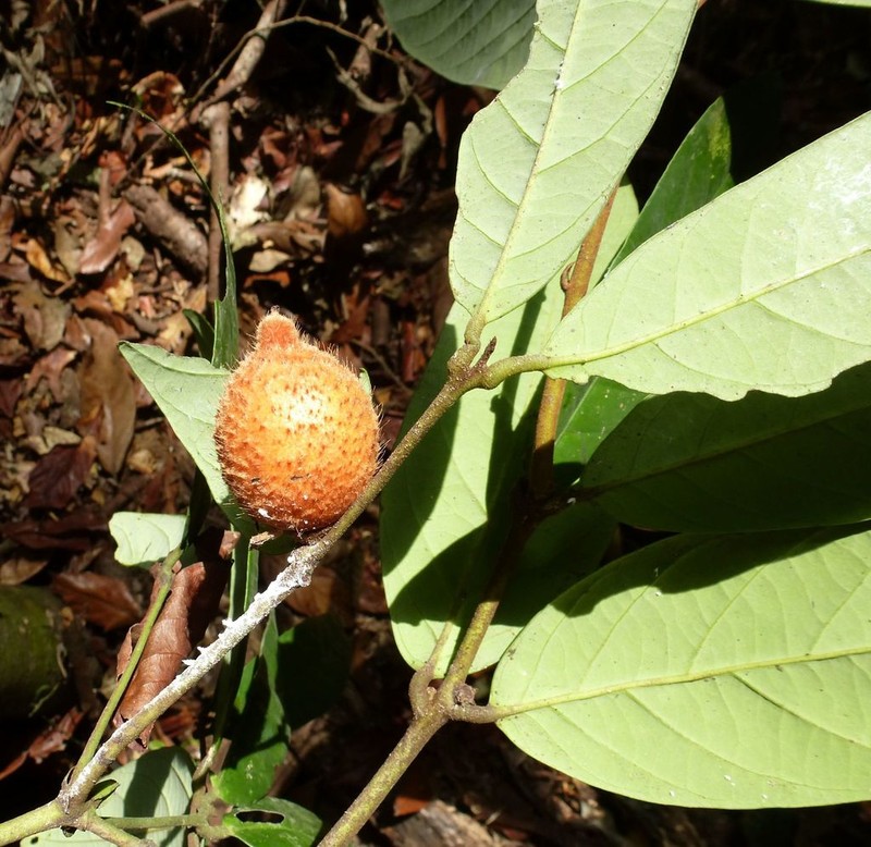Diospyros chevalieri photo 3
