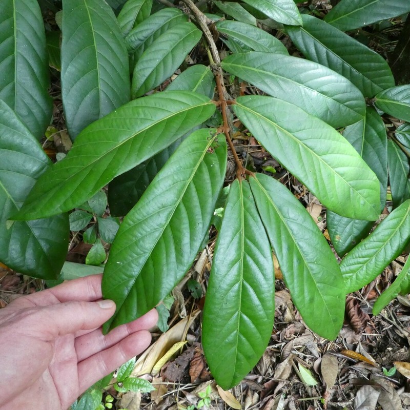 Diospyros chevalieri photo 4