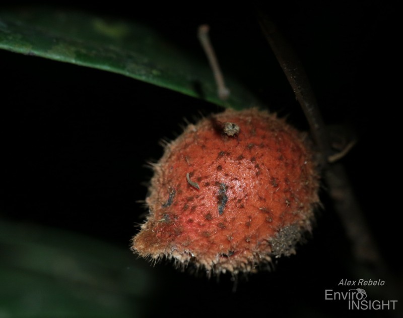 Diospyros chevalieri photo 5