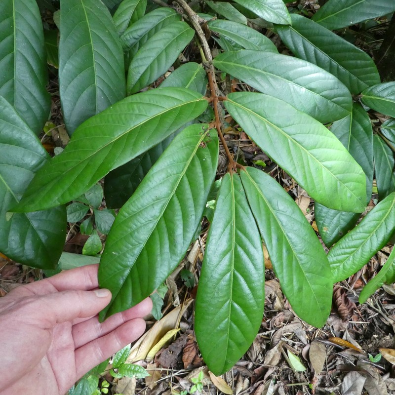 Diospyros chevalieri photo 6