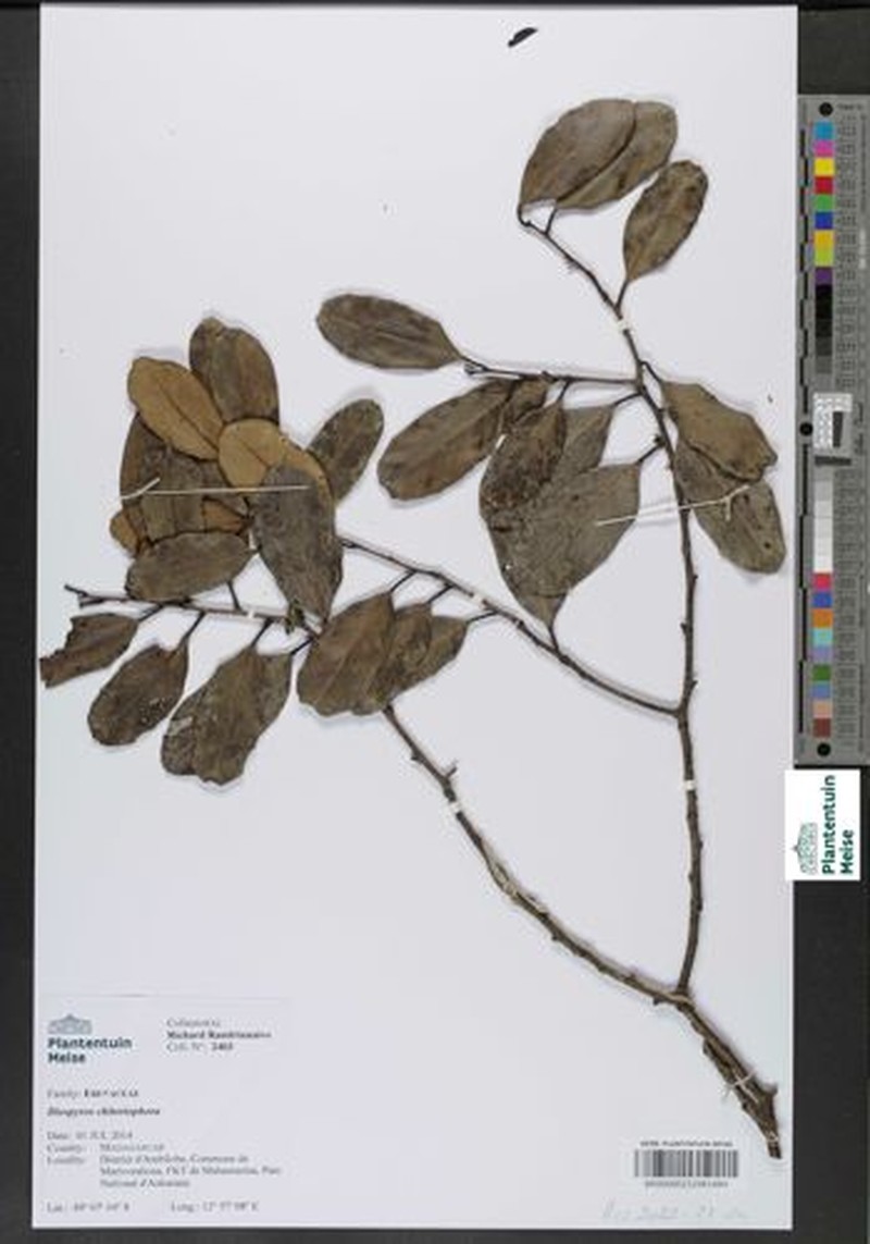 Diospyros chitoniophora