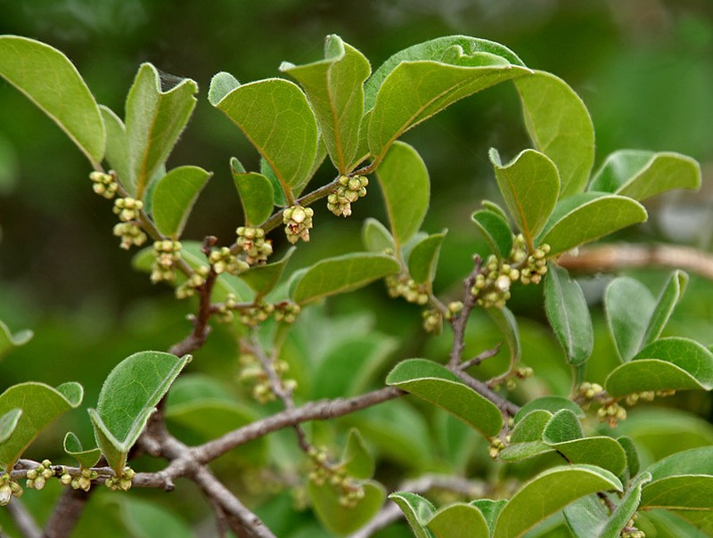 Diospyros chloroxylon