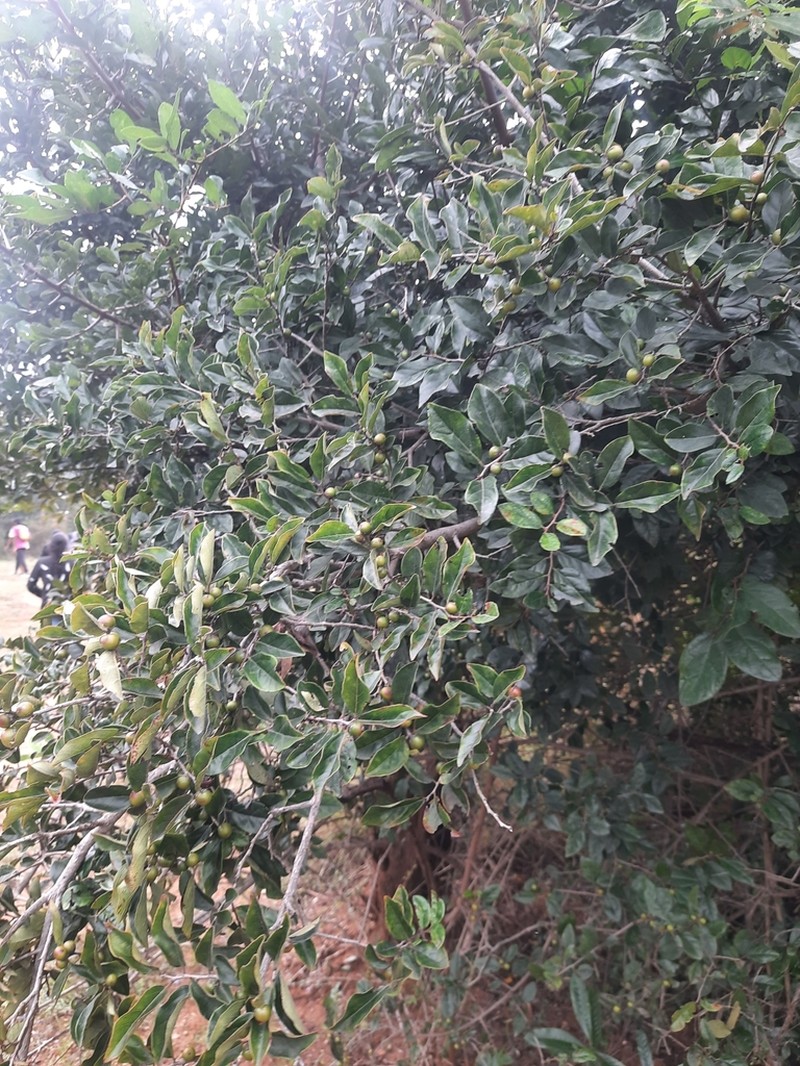 Diospyros chloroxylon photo 2