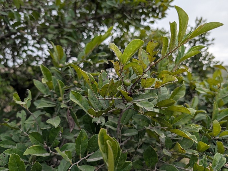 Diospyros chloroxylon photo 3