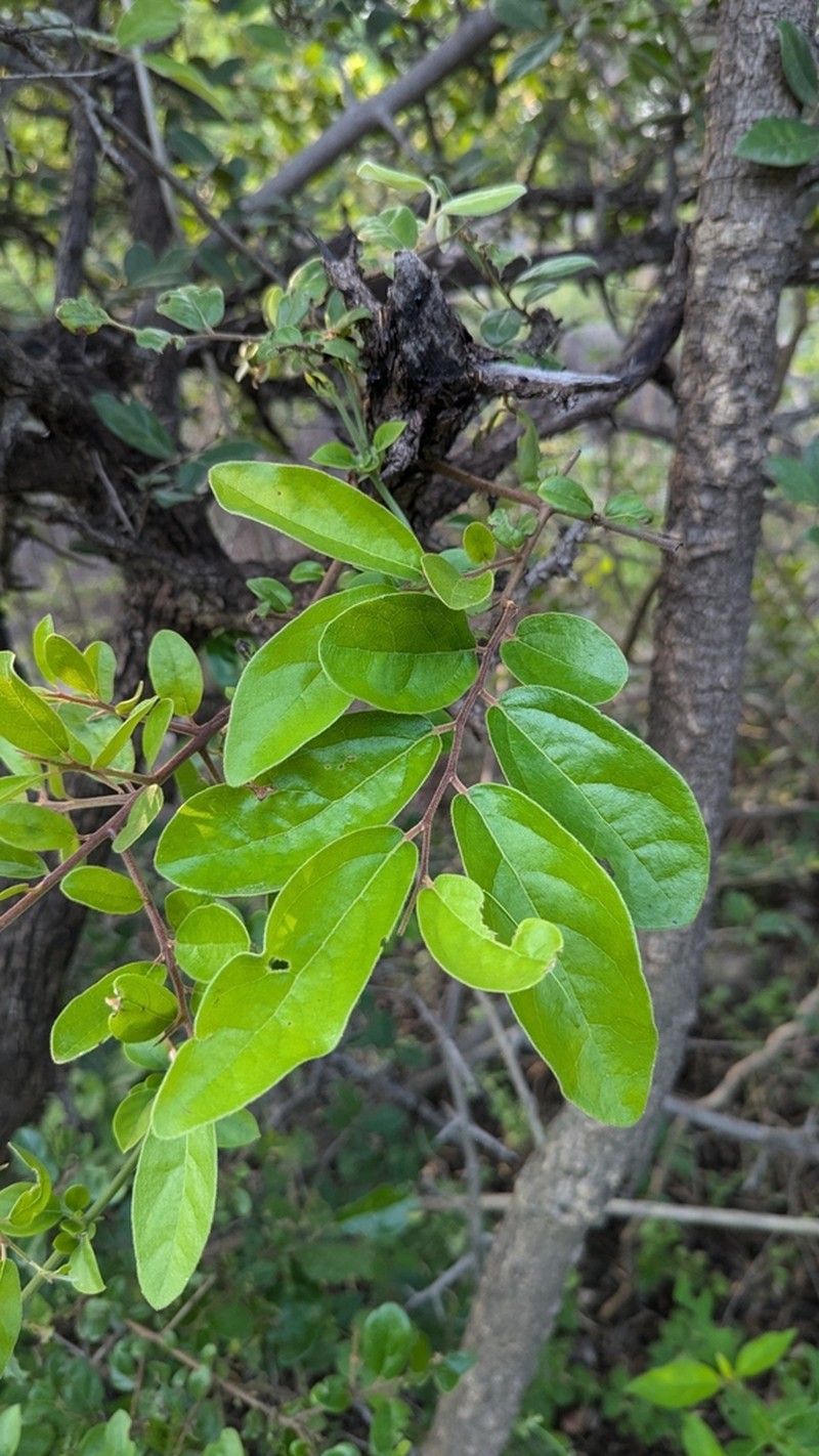 Diospyros chloroxylon photo 4