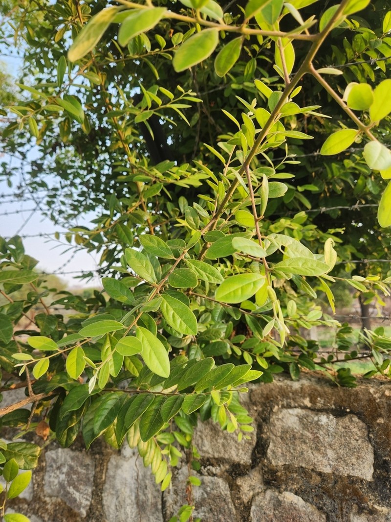 Diospyros chloroxylon photo 5